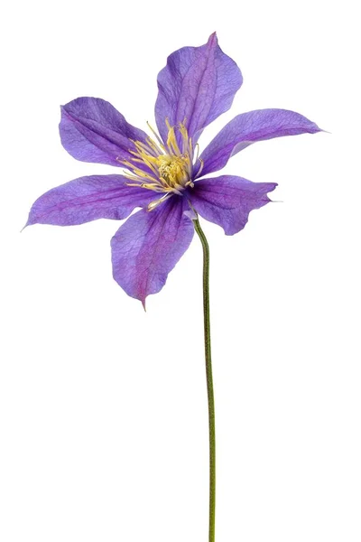 Clematis blomma på vit — Stockfoto