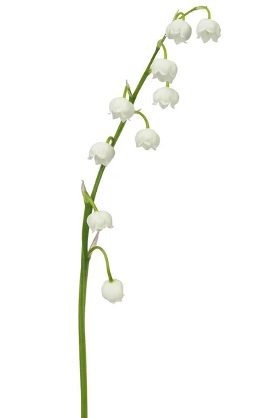 Lily of the valley — Stock Photo, Image