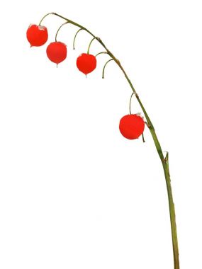 Lily valleyin sonbahar