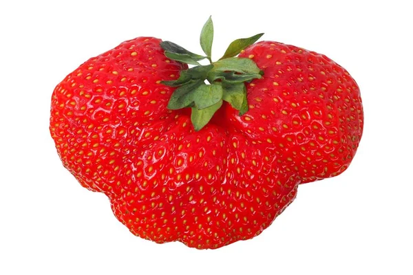 Strawbery em branco — Fotografia de Stock