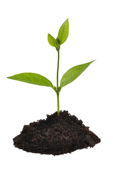 Young Plant on white Stock Image