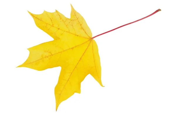 Осенний лист на белом — стоковое фото