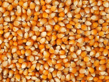 mısır tohumları arka plan