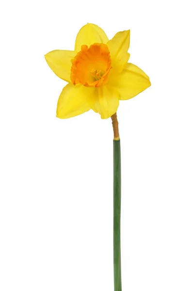 NARCIS op wit — Stockfoto