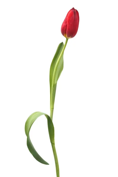 Rote Tulpe auf weißem Grund — Stockfoto
