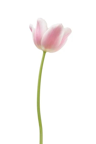 Tulipán rosa sobre blanco —  Fotos de Stock