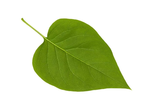 Green Lilac Leaf Isolated White Background — Stock Photo, Image