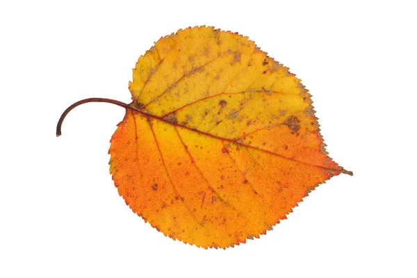 Herbstblatt auf Weiß — Stockfoto