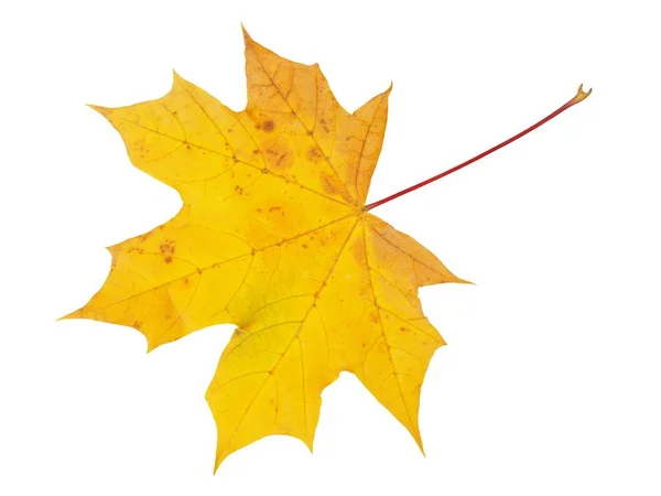 Herbstblatt auf Weiß — Stockfoto