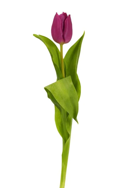 Tulipano viola su bianco Fotografia Stock