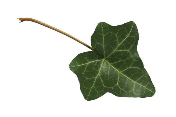 Green Ivy Leaf Isolated White Background — Stock Photo, Image