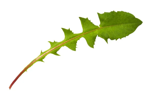 Grünes Löwenzahnblatt Isoliert Auf Weißem Hintergrund — Stockfoto