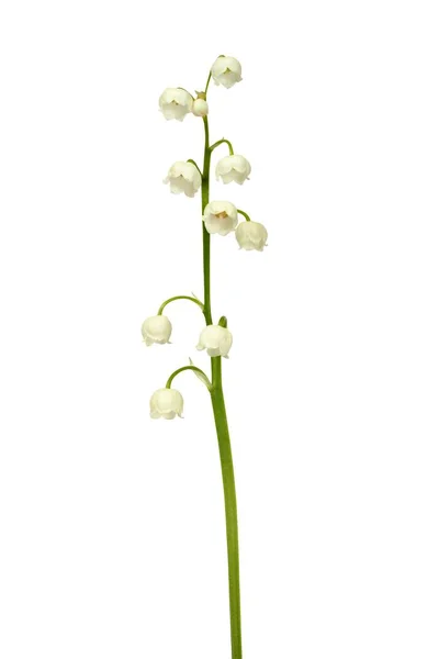 Lily Údolí Květiny Izolované Bílém Pozadí Royalty Free Stock Obrázky