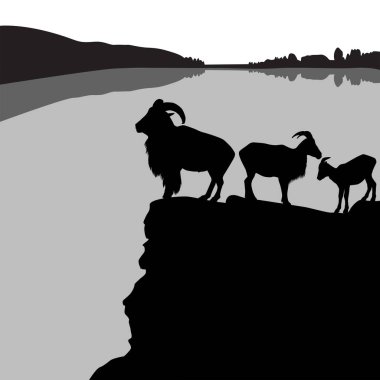 Kayalık bir tepe üzerinde barbary koyun sürüsü
