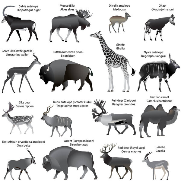 Collection of different species of even-toed ungulates animals