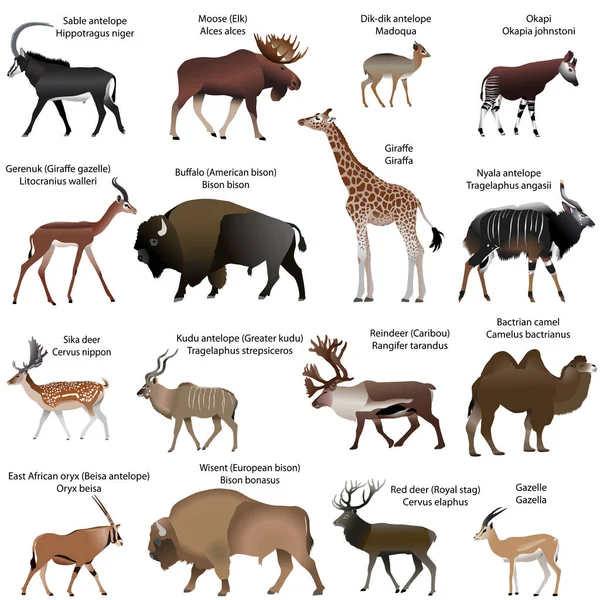Collection of different species of even-toed ungulates animals — Stock Vector