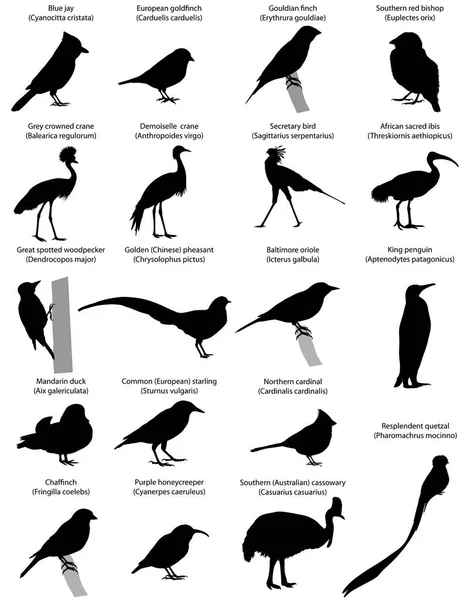 Samling av silhuetter av olika arter av fåglar — Stock vektor