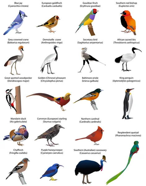 Coleção de diferentes espécies de aves. Vetor de cor . — Vetor de Stock