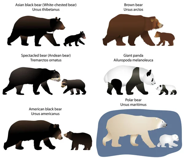Medve és a medve kölykeit — Stock Vector