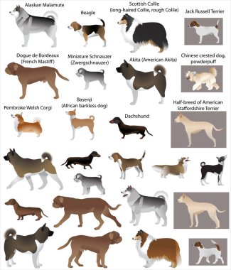 Köpek gösteri renk