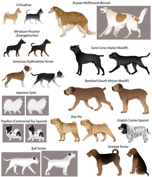Collection Different Breeds Dogs — Stock Vector