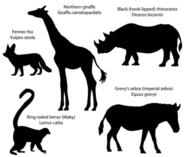 Sbírka Siluety Zvířat Žijících Území Afriky Severní Žirafy Nosorožec Černý — Stockový vektor