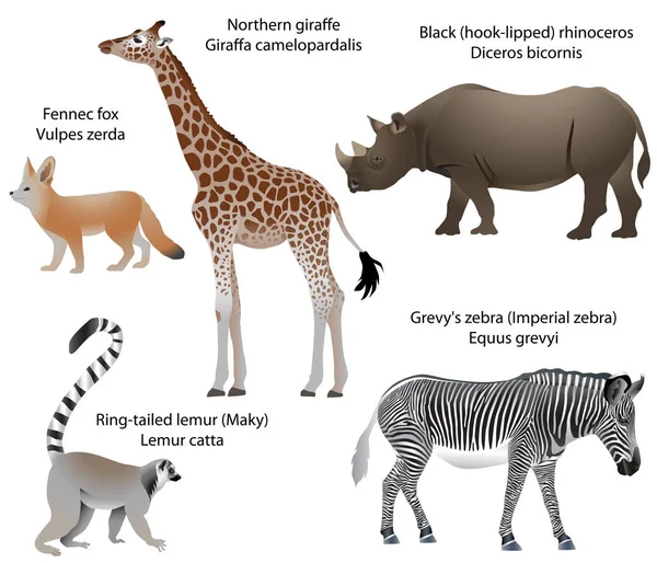 Coleção Animais Que Vivem Território África Girafa Norte Rinoceronte Preto —  Vetores de Stock