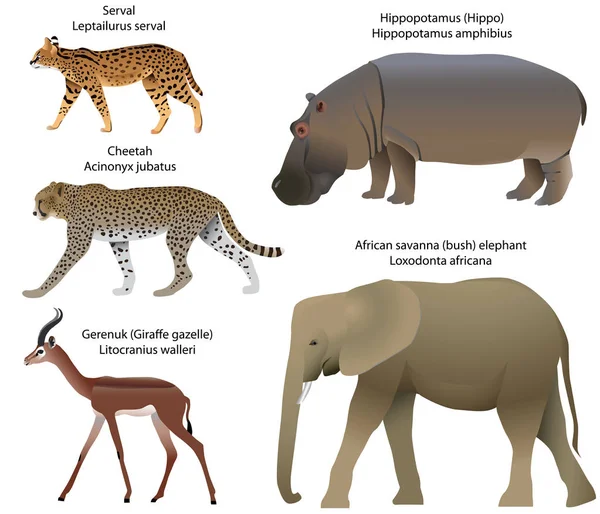 Kolekcja Zwierząt Żyjących Terytorium Afryki Serwal Gepard Gerenuk Hipopotam African — Wektor stockowy