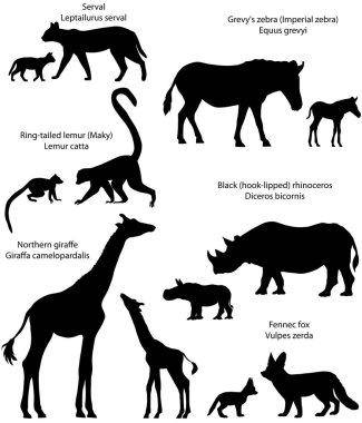 Yavrularını siluetleri Afrika, bölgede yaşayan hayvanlarla topluluğu: Kuzey zürafa, Kara gergedan, Grevy'nın zebra, ring-tailed lemur, rezene tilki, serval