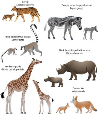Yavrularını Afrika topraklarında yaşayan hayvanlarla topluluğu: Kuzey zürafa, Kara gergedan, Grevy'nın zebra, ring-tailed lemur, rezene tilki, serval