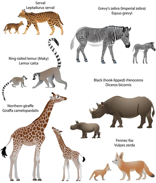 Коллекция Животных Детёнышами Живущими Территории Африки Северный Жираф Чёрный Носорог — стоковый вектор