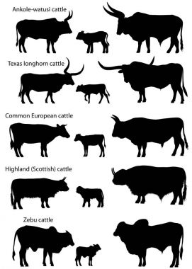 Collection of silhouettes of different species of cattle: common european, texas longhorn, highland (scottish), watusi (ankole-watusi), zebu clipart