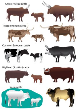 Collection of different species of cattle: common european, texas longhorn, highland (scottish), watusi (ankole-watusi), zebu clipart