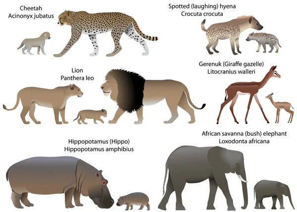 アフリカの領土に住んでいるカブスと動物のコレクション ライオン チーター ジェレヌク アフリカのサバンナの象 ハイエナを発見 — ストックベクタ
