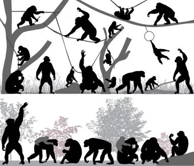 Silhouettes of chimpanzees and its cubs outdoors clipart