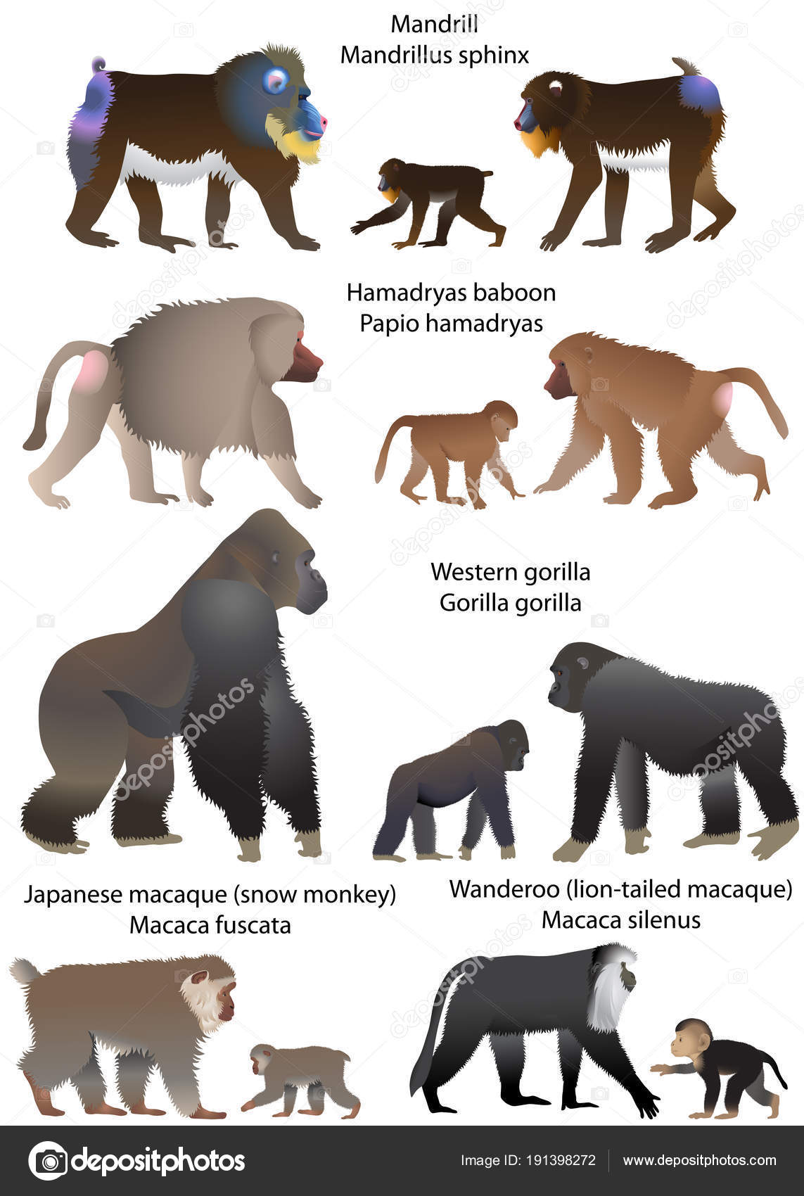 Colección Monos Que Viven Territorio África Asia Wanderoo Macaco Cola  Vector de stock #191398272 de ©160377, image size:1143x1700
