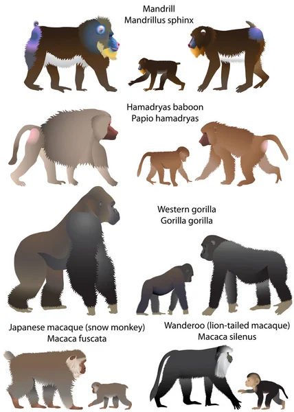 Affensammlung Afrika Und Asien Wanderoo Löwenschwanzmakaken Japanischer Makak Schneemaffen Gorilla — Stockvektor