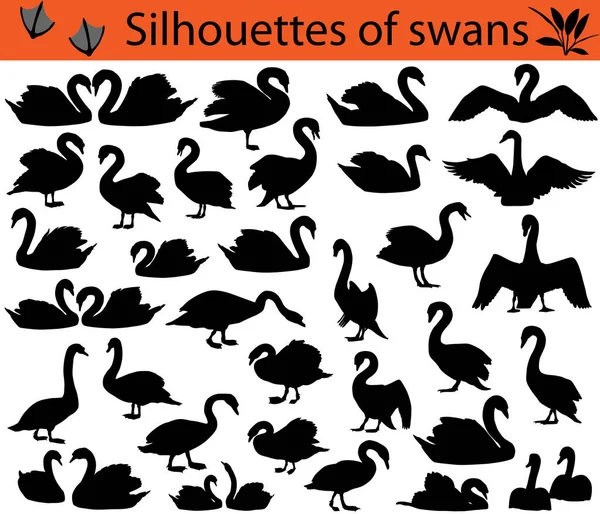 Colección Siluetas Cisnes — Vector de stock