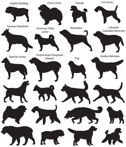 Farklı doğurmak-in köpek siluetleri topluluğu: tilki korkunç, siberian dış yapraklar, chow chow, fino köpeği, Alman çoban köpeği, rottweiler, pug, İngilizce bulldog, labrador (labrador retriever), golden retriever, Orta Asya çoban (alabai), Amerikan akita