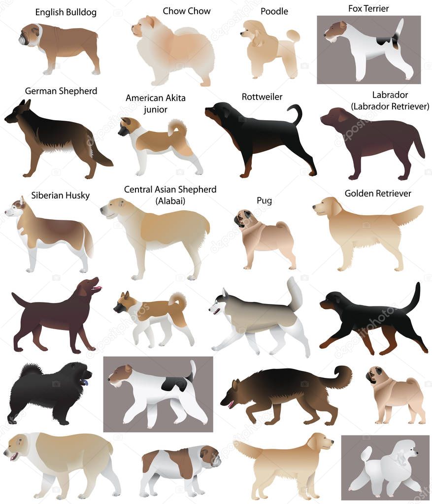 Collection of different breeds of dogs: fox terrier, siberian husky, chow chow, poodle, german shepherd, rottweiler, pug, english bulldog, labrador (labrador retriever), golden retriever, central asian shepherd (alabai), american akita junior