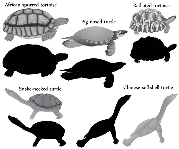Sammlung Verschiedener Schildkrötenarten Schwarz Weiß Bild Und Silhouette Schweinsnasenschildkröte Schlangenhalsschildkröte — Stockvektor