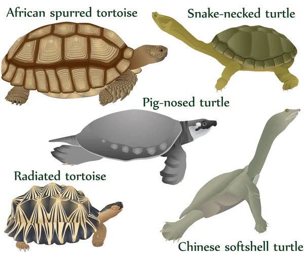 Verzameling Van Verschillende Soorten Schildpadden Schildpadden Kleurenbeeld Varkensneesschildpad Slangenhalsschildpad Chinese Vectorbeelden