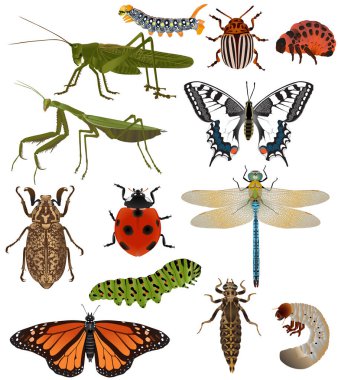 Renkli böcek koleksiyonu: çekirge, tırtıl, peygamber böceği, uğur böceği (uğur böceği), kelebek (kırlangıç, machaon, monarch), yusufçuk, colorado böceği, haziran böceği