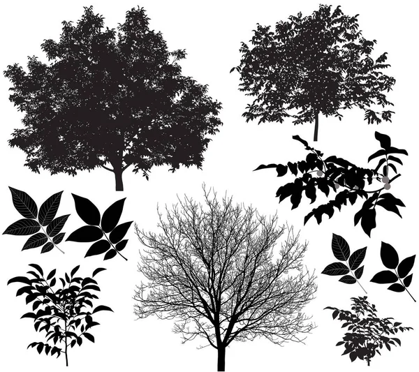 Collection Silhouettes Walnut Trees Leaves — Stock Vector