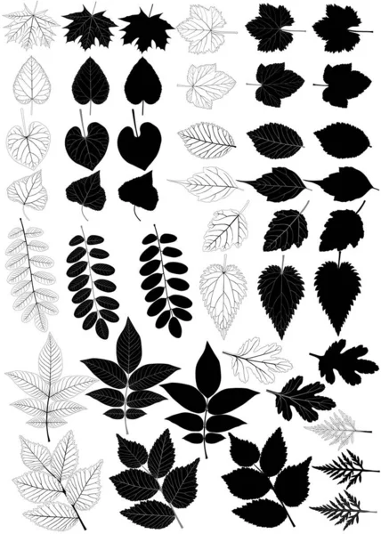 Collection Différentes Espèces Feuillage Silhouette Noir Blanc Image Érable Peuplier — Image vectorielle