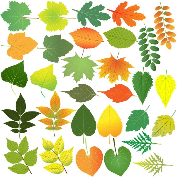 Collection Different Species Foliage Colour Image Maple Poplar Walnut Linden — Stock Vector