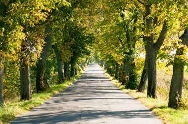 yol ormanında sonbahar