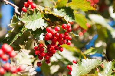 Kırmızı meyveler şube