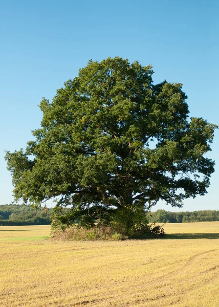 Drzewo jesień sezon — Zdjęcie stockowe