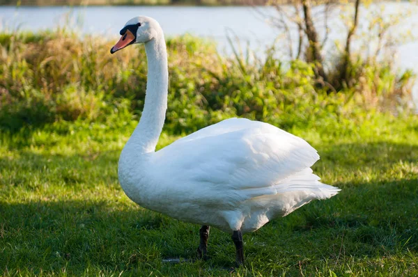 White swan lake — Stock Photo, Image